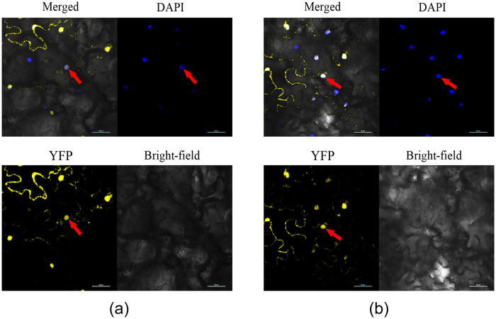 Fig 4