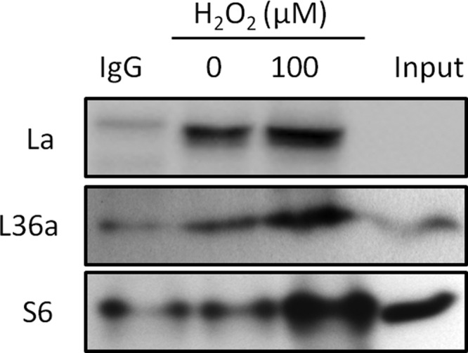 Fig. 11.