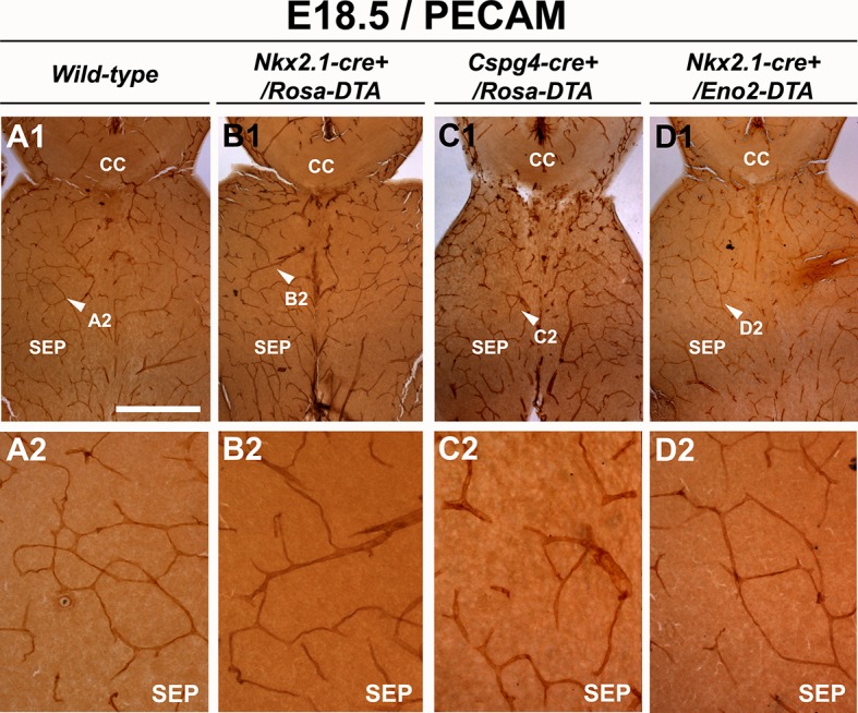 Figure 5—figure supplement 2.