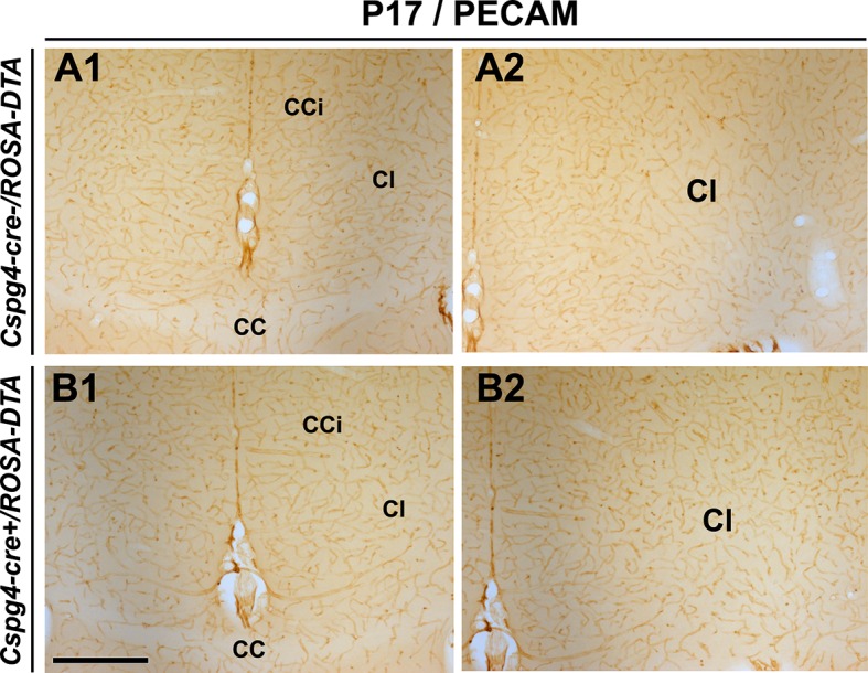 Figure 5—figure supplement 4.