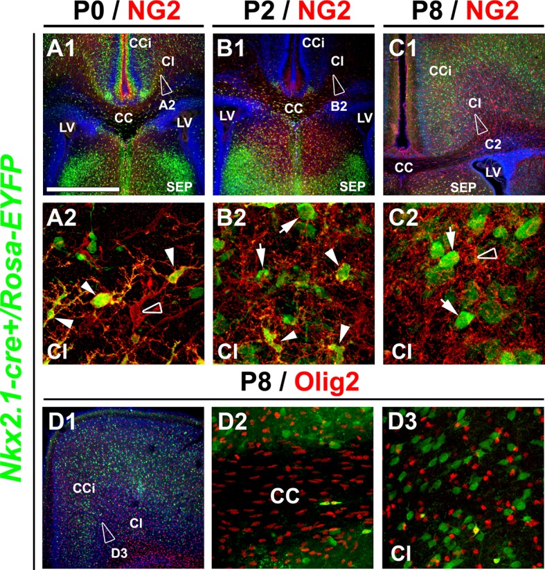 Figure 2—figure supplement 2.