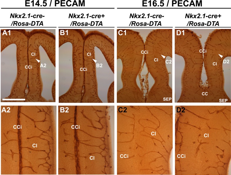 Figure 5—figure supplement 1.