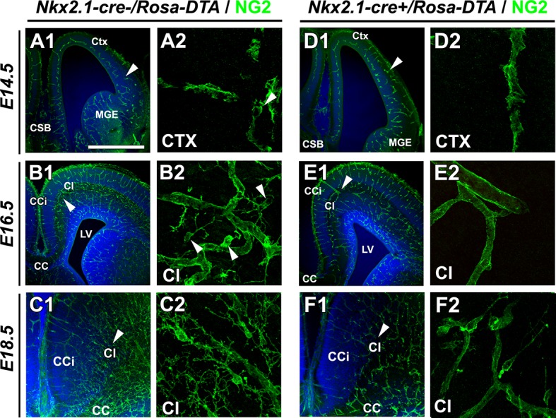 Figure 4—figure supplement 1.