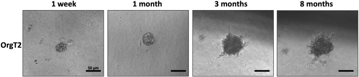 Figure 3