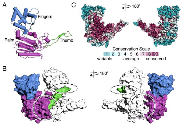 Fig. 3