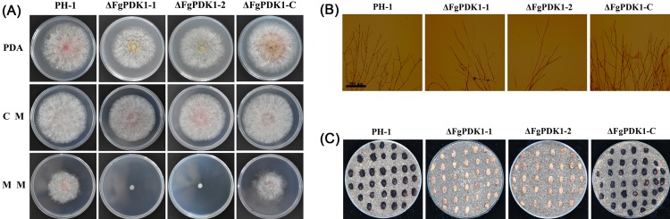Fig 3