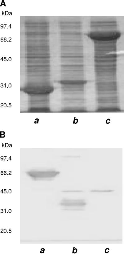 FIG. 5.