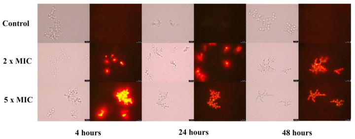 Figure 4