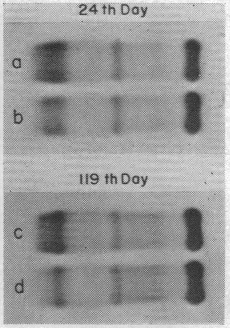 graphic file with name pnas00119-0149-a.jpg