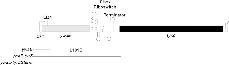 FIG 1