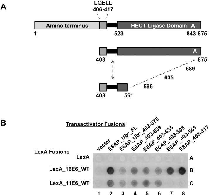 Fig 11