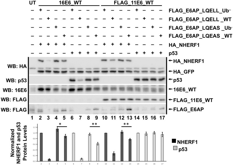 Fig 7