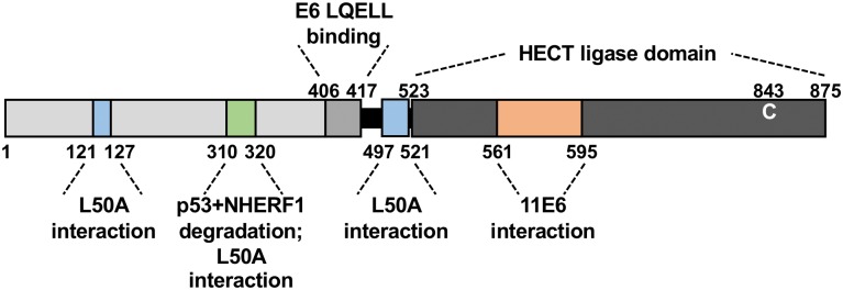 Fig 12