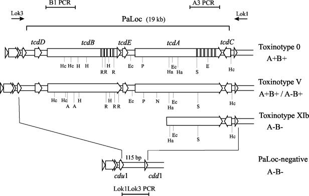 FIG. 1.