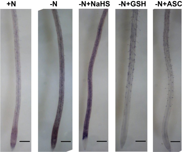 Figure 5.