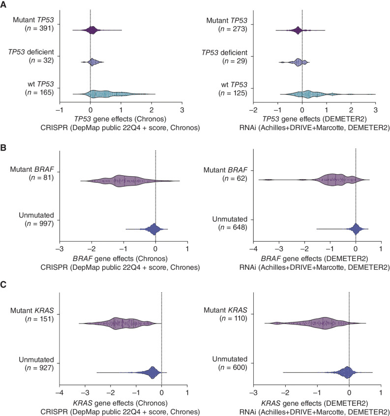 Figure 7. Analysis of the DepMap database does not identify mutant TP53 as a cancer cell dependency. A, Analysis of the DepMap database shows that the deletion of mutant TP53 using CRISPR had no impact on the growth of 391 human cancer cell lines encompassing 158 different TP53 mutations. RNAi-mediated removal of mutant TP53 impaired the growth of not only a small number of cancer cell lines expressing mutant TP53 but also of some cancer cell lines that are TP53 deficient, demonstrating the off-target effects of RNAi. Removal of wt TP53 by either CRISPR or RNAi led to a growth advantage in many cancer cell lines expressing wt TP53. B, Mining of the DepMap database shows that the in vitro growth of human cancer cell lines expressing mutant BRAF is impaired when mutant BRAF is removed by using CRISPR/Cas9 or RNAi technology. C, Mining of the DepMap database shows that the in vitro growth of human cancer cell lines expressing mutant RAS is impaired when mutant RAS is removed by using CRISPR/Cas9 or RNAi technology.