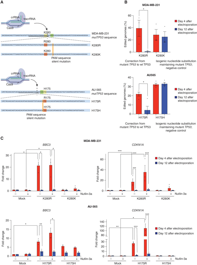 Figure 5. Impact of correction of the mutant TP53 sequence to wt TP53 in the MDA-MB-231 and AU565 human cancer cell lines. A, Schematic of the components used for electroporation to correct the mutant TP53 gene sequence to wt TP53 in human cancer cells. The crRNA recognition site (underlined), PAM sequence (in green), and the cut site (dashed vertical line) for the MDA-MB-231 and AU565 mutTP53 target sequence are presented (K280 and H175 residues in yellow). Bottom, the ssDNA HDR donor sequences are presented: the modified codon (in red) together with the PAM sequence silent mutation (in orange) are shown. B, Percentages of genomes carrying the intended TP53 edit at the indicated time points. N = 3 independent experiments. Individual values of biological replicates their mean and SEM are reported. C, The mRNA abundance for the indicated genes at the indicated time points in the absence (-) or presence (+) of treatment with 5 μmol/L nutlin-3a for 12 hours. N = 3 independent experiments. The data are presented as the mean and SEM of three independent experiments.