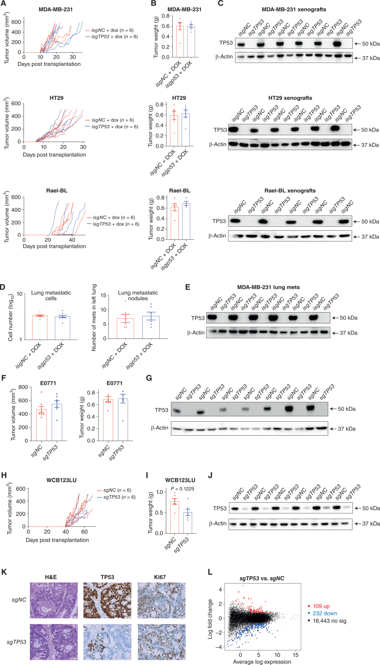 Figure 6. Removal of mutant TP53 does not impair tumor growth and metastasis in vivo. A, Growth of the human cancer cell lines MDA-MB-231, SW620, and Rael-BL, either mutant TP53-expressing control cells or the mutant TP53-deleted derivatives, in NSG mice (N = 6 mice per cell line) with tumor volumes presented in mm3. B, Weights of the tumors from A at the ethical endpoint. C, Western blot analysis of the tumors from A to verify the presence of mutant TP53 protein in the control cancer cells and to confirm its absence in the tumors arising from the mutant TP53–deleted cancer cells. Probing for β-Actin was used as a protein loading control. D, Numbers of metastatic cells and nodules in the left lungs of NSG mice that had been injected with MDA-MB-231 breast cancer cells, either mutant TP53-expressing control cells or the mutant TP53-deleted derivatives, into their mammary fat pads (N = 6 mice for each cancer cell line). The primary breast tumors were resected when they had reached 200 mm3 to enable analysis of metastasis thereafter. E, Western blot analysis of the metastases from D to verify the presence or absence of mutant TP53, respectively. Probing for β-Actin was used as a protein loading control. F, Volume and weight of the primary tumors in immune-competent mice transplanted with EO771 mouse breast cancer cells, either mutant Trp53–expressing control cells or their mutant Trp53–deleted derivatives. The breast cancer cells were transplanted into mammary fat pads of Cas9 transgenic mice (C57BL/6 background) to prevent immune rejection caused by Cas9 expression. G, Western blot analysis of the tumors from F to verify the presence of mutant TRP53 in the control cells or its absence in the mutant Trp53–deleted derivatives. Probing for β-Actin was used as a protein loading control. H, Growth of the human colon cancer–derived organoids WCB123LU, either the mutant TP53–expressing controls or the mutant TP53–deleted derivatives, in NSG mice (n = 6 mice per organoid line) with tumor volume presented in mm3. I, Weights of the tumors from H at the ethical endpoint. J, Western blot analysis of the tumors from H to verify the presence of mutant TP53 in the tumors derived from the control organoids or its absence in the tumors derived from the mutant TP53–deleted derivatives. K, Hematoxylin and eosin staining and IHC of the tumors from H to verify the presence of mutant TP53 in the control tumors or its absence in the mutant TP53–deleted derivatives. IHC analysis of Ki-67 in the tumors from H to reveal the expression of this marker of cell proliferation in tumors derived from the control mutant TP53–expressing colon cancer organoids or their mutant TP53–deleted derivatives. Magnification, 200×. L, Mean difference plot for the RNA-seq differential gene expression analysis comparing tumors in NSG mice that had been derived from mutant TP53–expressing control WCB123LU colon cancer organoids with tumors in NSG mice derived from the mutant TP53–deleted derivatives. The x-axis shows the average gene log expression, whereas the y-axis shows gene log2 fold change. Points colored red and blue indicate genes that are significantly upregulated or downregulated, respectively, in the tumors derived from the mutant TP53–deleted colon cancer organoids compared with the mutant TP53–expressing control tumors. Data in B, D, and I are presented as mean ± SEM of results from experiments conducted in triplicate.