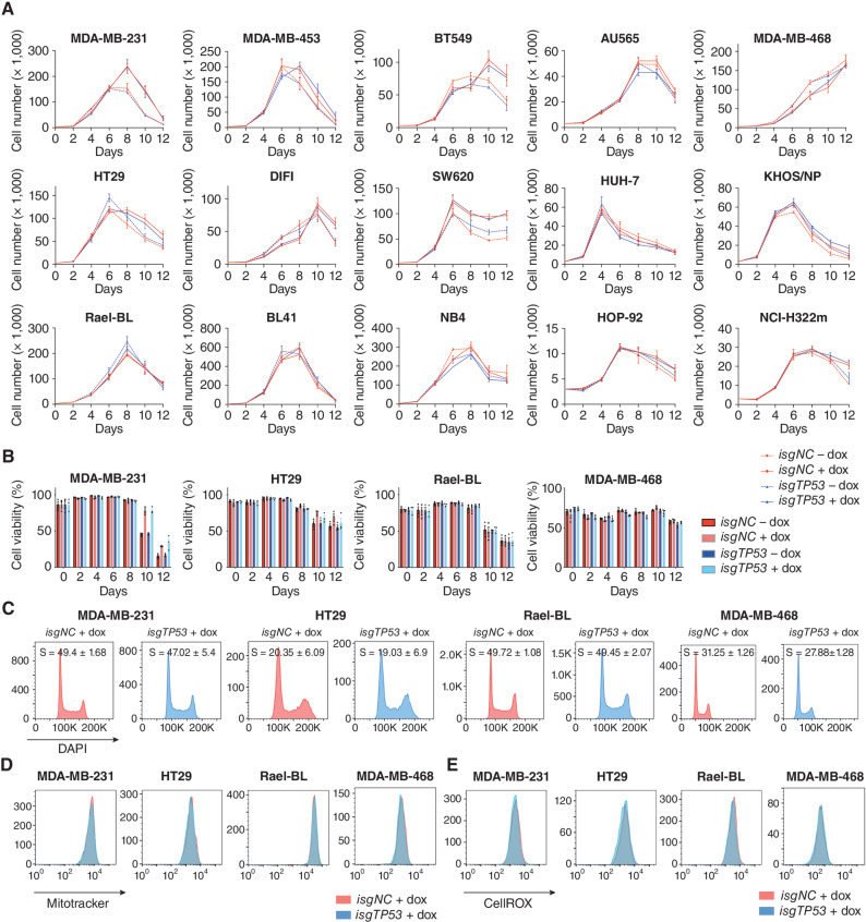 Figure 2. Removal of mutant TP53 does not impact the proliferation, survival, mitochondrial content, and ROS levels in human cancer cell lines. A, In vitro growth of the indicated human cancer cell lines with or without doxycycline-mediated induction of a mutant TP53-specific inducible sgRNA (isgTP53) or an inducible control sgRNA (isgNC). B, In vitro survival of the cancer cells described in A. C, Cell-cycle analysis of the cancer cells described in A. D, Mitotracker staining of the cancer cells described in A. E, CellROX staining of the cancer cells described in A. The analyses described in C–E were conducted 2 days after the cancer cells had been treated with doxycycline for 5 days (see A). Data in A and B are presented as mean ± SEM of three independent experiments. There were no consistent significant differences between the mutant TP53–deleted cancer cells versus the control cancer cells in any of the experiments shown (see Supplementary Tables S1 and S2 for details of the statistical analyses).