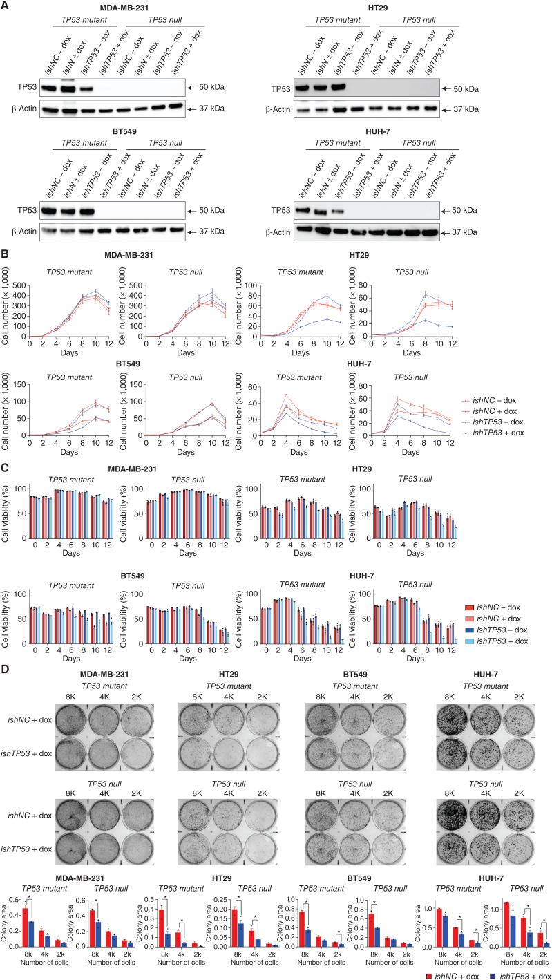 Figure 4. Doxycycline-mediated induction of an inducible shRNA targeting mutant TP53 inhibits proliferation and survival of human cancer cell lines through an off-target toxic effect. A, Western blot analysis showing the reduction of mutant TP53 protein in the indicated human cancer cell lines with or without doxycycline-mediated induction of an inducible TP53-specific shRNA (ishTP53) or an inducible control shRNA (ishNC). Probing for β-Actin was used as a protein loading control. The Western blots shown are representative of 2 or 3 independent blots from independent experiments. B, In vitro growth of the indicated human cancer cell lines with or without doxycycline-mediated induction of an inducible TP53-specific shRNA (ishTP53) or an inducible control shRNA (ishNC) for 12 days. C, In vitro survival of the cancer cells described in A and B. D, The cancer cell lines described in A and B were seeded at 8,000 (8K), 4,000 (4K), or 2,000 (2K) cells per well. The photographs show examples of colony formation assays. Colonies were stained with 1% crystal violet. Measurements of colony areas as determined by software ImageJ. Three independent assays were performed for each cancer cell line. Data in B–D are presented as mean ± SEM of three independent experiments.