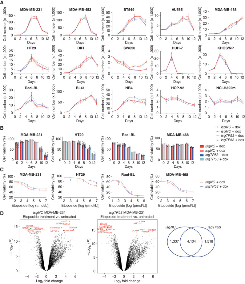 Figure 3. Removal of mutant TP53 does not impair the ability of cancer cells to adapt to conditions of stress. A, In vitro growth of the indicated human cancer cell lines with or without doxycycline-mediated induction of an inducible mutant TP53–specific sgRNA (isgTP53) or an inducible control sgRNA (isgNC) grown in medium with 1% FCS. B, In vitro survival of the cancer cells described in A. C, The viability of the cancer cells described in A after treatment with the indicated concentrations of etoposide for 48 hours. D, Volcano plots for the control mutant TP53–expressing MDA-MB-231 cells treated with etoposide versus treatment with vehicle (left) and for the mutant TP53–deleted derivatives treated with etoposide treatment versus treatment with vehicle (right). The x-axis shows the log2 fold change in gene expression whereas the y-axis shows −log10 (P). Significantly differentially expressed (DE) genes are those above −log10 (0.05) = 1.3 on the y-axis. The top 15 significantly DE genes are indicated by green dots. The Venn diagram shows that nearly 60% of DE genes after treatment with etoposide are the same between the control and the mutant TP53–deleted MDA-MB-231 cancer cells. Data in A–C are presented as mean ± SEM of three independent experiments. There were no consistent significant differences between the TP53-deleted cancer cells versus the control cancer cells in any of the experiments shown (see Supplementary Tables S1 and S2 for details of the statistical analyses).