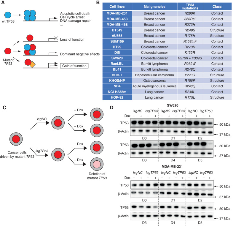 Figure 1. Removal of mutant TP53 in human cancer cell lines using doxycycline-inducible CRISPR/Cas9 technology. A, Schematic of how wt TP53 functions as a tumor suppressor and mechanisms by which mutant TP53/TRP53 proteins are postulated to promote neoplastic transformation. B, Table listing the names and cellular origin of the 16 mutant TP53–expressing human cancer–derived cell lines examined, with their respective TP53 mutations indicated. C, Schematic to illustrate the strategy for removing mutant TP53 proteins using an inducible CRISPR/Cas9 platform. D, Western blotting to demonstrate the progressive removal of mutant TP53 protein in the human cancer cell lines SW620 and MDA-MB-231 after transduction with the vector containing the doxycycline-inducible sgRNAs targeting TP53 (isgTP53) and treatment with doxycycline. One control included was to not treat these cells with doxycycline. The same cancer cell lines transduced with a doxycycline-inducible nontargeting control sgRNA (isgNC) and treated, or not treated, with doxycycline were used as further controls. Probing for β-actin was used as a protein loading control. The Western blots shown are representative of 2 or 3 independent blots from independent experiments. Removal of the respective mutant TP53 proteins from the other human cancer–derived cell lines used in this study is documented in Supplementary Fig. S1.