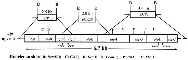 FIG. 1.