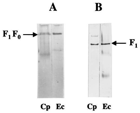 FIG. 3.