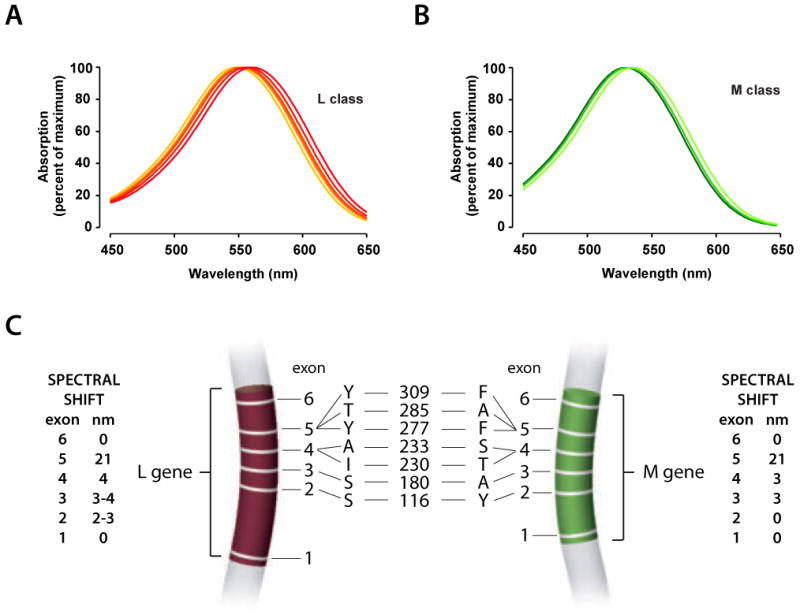 Fig.1