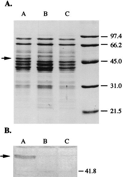 FIG. 3