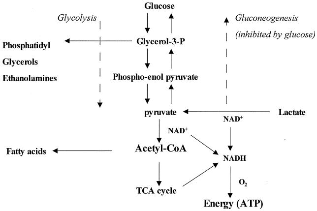 FIG. 1