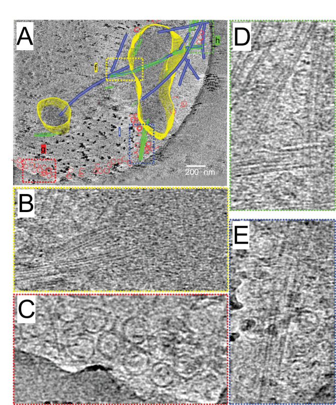 Figure 8—figure supplement 1.