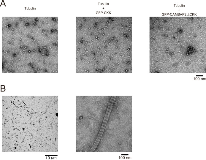 Figure 6—figure supplement 3.