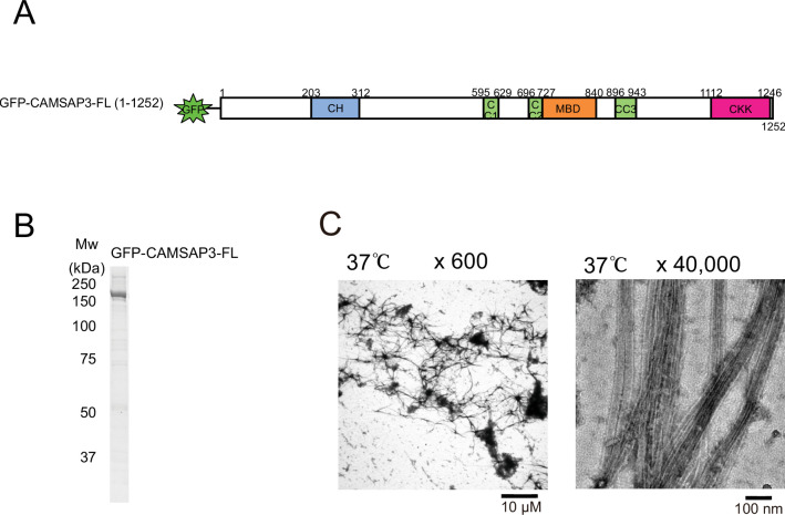 Figure 5—figure supplement 1.