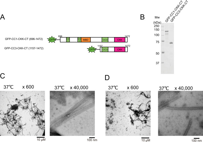 Figure 6—figure supplement 2.