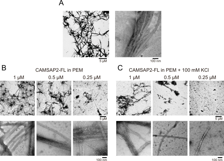 Figure 5—figure supplement 2.