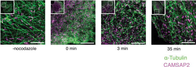 Figure 4—figure supplement 1.