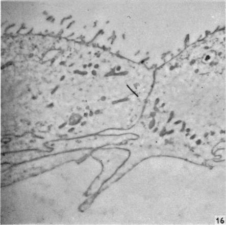 Fig. 16