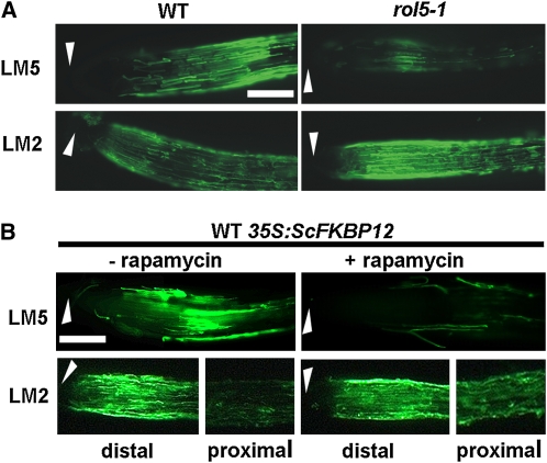 Figure 6.