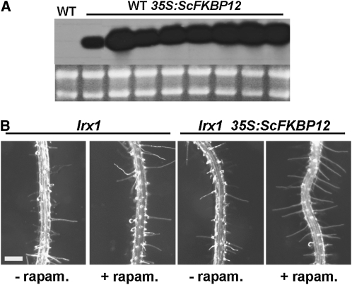 Figure 5.