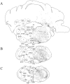 Fig. 12.