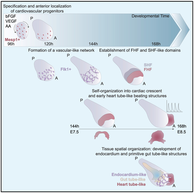 graphic file with name nihms-1646312-f0001.jpg