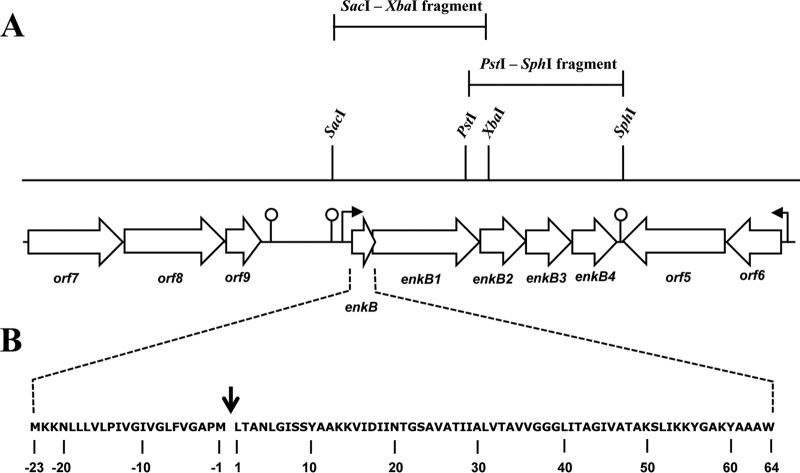 FIG 1