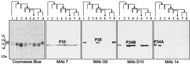 FIG. 5