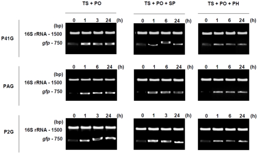 Figure 9