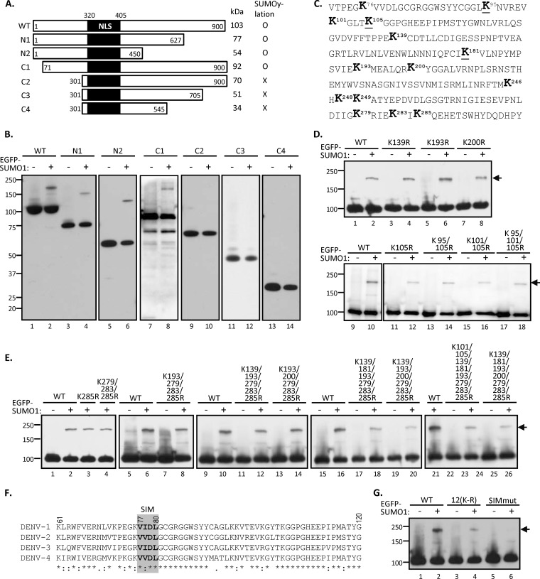 FIG 3