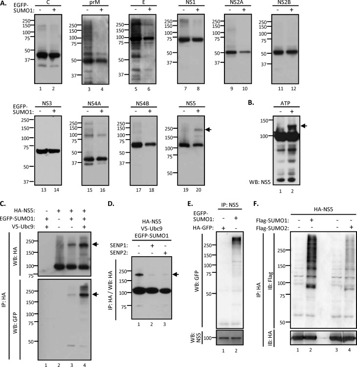 FIG 2