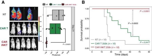 Figure 6. Allogeneic CAR iNKT cells are more effective than allogeneic conventional CAR T cells. Representative in vivo BLI images of A20luc+ cell progression (A) and survival (B) of sublethally (4.4 Gy) irradiated BALB/c mice treated with 2.5 × 105 allogeneic CAR iNKT cells (red curve and symbols), 2.5 × 105 allogeneic conventional CAR T cells (green curve and symbols), or untreated (gray curve and symbols). Results are pooled from two independent experiments with a total of 10 mice per group. BLI results were compared using a nonparametric Mann–Whitney U test and P values are shown. Survival curves were plotted using the Kaplan–Meier method and compared by log-rank test. P values are indicated when significant.