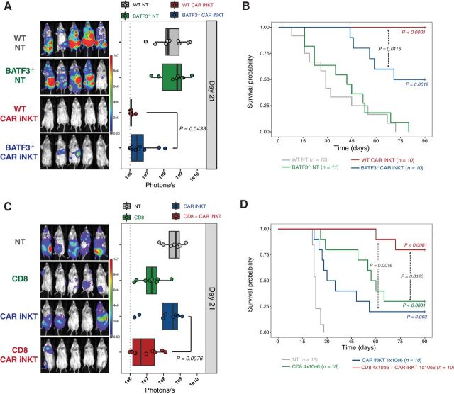 Figure 3. Indirect antitumor effect of allogeneic CAR iNKT cells is dependent on host CD8 T-cell cross-priming. Representative in vivo BLI images of A20luc+ cell progression (A) and survival (B) of sublethally (4.4 Gy) irradiated WT or BATF3−/− BALB/c mice treated or not with 106 CAR iNKT cells. Representative in vivo BLI images of A20luc+ cell progression (C) and survival (D) of lethally (8.8 Gy) irradiated WT BALB/c mice transplanted with syngeneic BALB/c TCD-BM and treated with syngeneic CD8 T cells (4 × 106; green symbols and line), CAR iNKT cells (106; blue symbols and line), or both (red symbols and line). Untreated controls are depicted in gray. BLI results were compared using a nonparametric Mann–Whitney U test and P values are shown. Survival curves were plotted using the Kaplan–Meier method and compared by log-rank test. P values are indicated when significant.