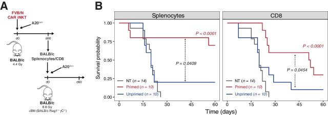 Figure 5. Allogeneic CAR iNKT-primed host CD8 T cells display long-lasting antitumor immunity. A, Schematic representation of the sequential adoptive transfer experiment. Host splenocytes or CD8 T cells were recovered after 60 days from sublethally irradiated BALB/c mice, injected with A20luc+ cells, and treated with CAR iNKT cells (primed cells). Splenocytes or CD8 T cells recovered after 60 days from sublethally irradiated BALB/c mice were used as controls (unprimed cells). Primed or unprimed host splenocytes (5 × 106 cells) were transferred, after lethal irradiation, to a new set of BALB/c mice receiving A20luc+ cells together with bone marrow cells from syngeneic Rag1−/− gamma-chain−/− BALB/c mice. Alternatively, primed or unprimed host CD8 T cells (1 × 106 cells) were transferred. B, Survival of transplanted mice receiving primed (red line) or unprimed (blue line) splenocytes (left) or CD8 T cells (right). Untreated controls are depicted in gray. Results are pooled from two independent experiments with a total of 10 to 14 mice per group. Survival curves were plotted using the Kaplan–Meier method and compared by log-rank test. P values are indicated when significant.